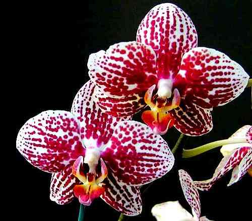 Phalaenopsis Everspring King